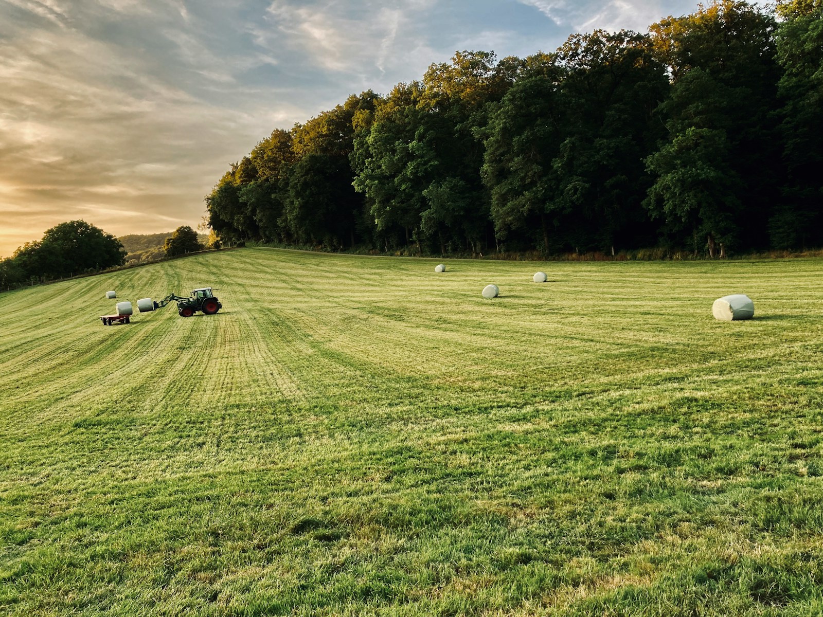 sheep laying in a field